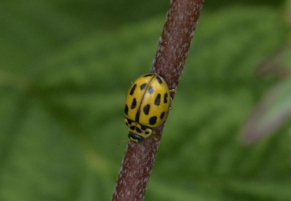 Propylea quatuordecimpunctata